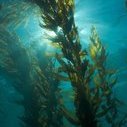 Kelp2