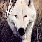 husky_436