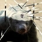 Dr_Honey_Badger