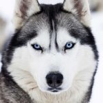 Siberian_Dog