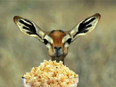 popcornantelope.gif.530508e3d97d8fc526d5030494b15efd.gif.63fed25deee755aad7a20a829535a92c.gif