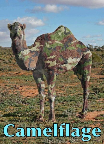 camelflage.thumb.jpg.e05510db618e012b90d02eef013359f2.jpg