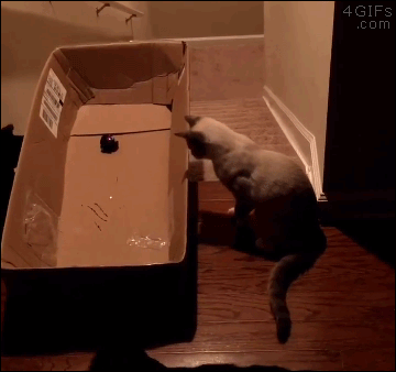 cat-laser-point-going-down-stairs-gif.gif.6b68f624ae118ea34de36e789fce1d4b.gif