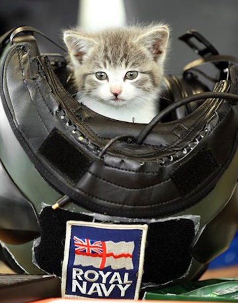 RoyalNavyCat.jpg