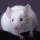 SnukeMouse