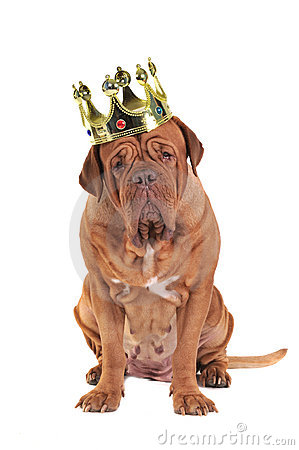 dog-king-17448277.jpg.5686f65d962309e2689965ba1af898f6.jpg