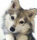Wolfy_cx