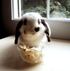 5b5b84067ae96_popcornbunny.gif.cade10ba7b04278adced0e10e62c9e1a.gif