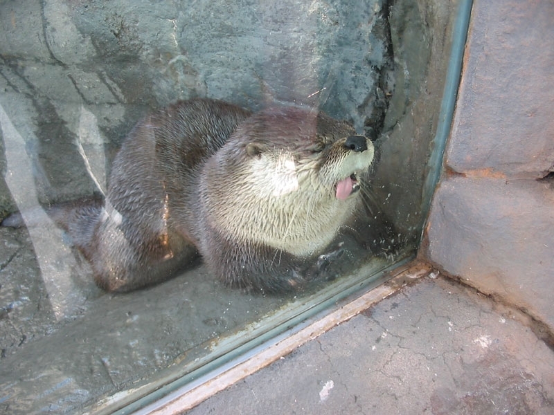 otter.jpg.33c11e0a319998ce74d73ab2b2670136.jpg