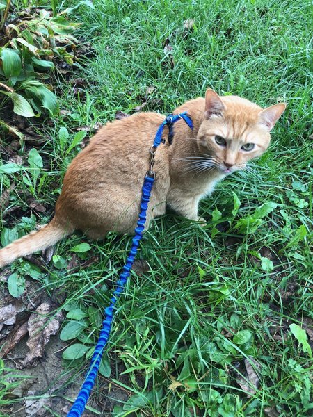 Commander Tigger.jpg