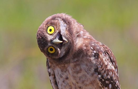 huh_(bird_head_tilt).jpg.ff8108b158168faf3a1ec5e33487dddf.jpg