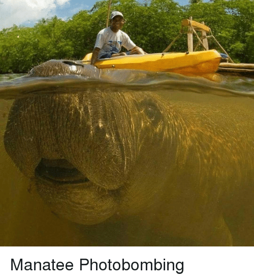manatee-photobombing-36139796.png.f942ba0ca15b452bef145787d74d95b4.png
