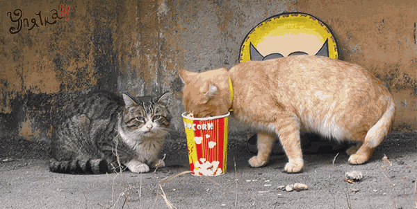 1564571964_catpopcorn.gif.7ff46ef05d45a597115fd608286299a6.gif