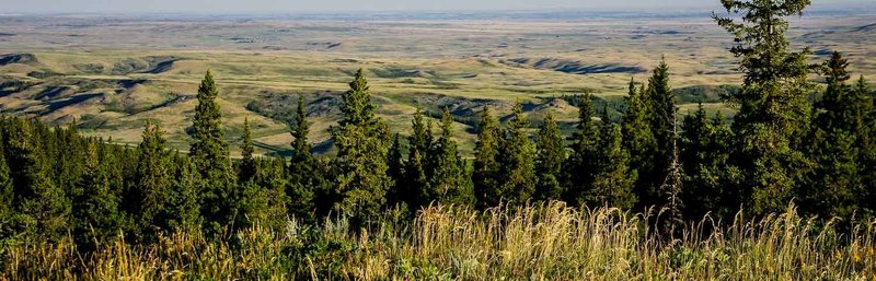 Cypress-Hills-Provincial-Park-1.thumb.jpg.e6e3a5753884cd829cc63207ca94572b.jpg