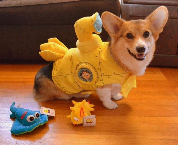 Halloween-corgi-chompers-e1382551300585.jpg.33ecf6689e614232674dd8262d2bbe90.jpg