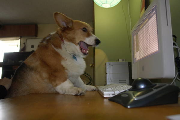 ridiculous-corgi-11.jpg.44bcc7bf8de68635002ae703e97bb085.jpg