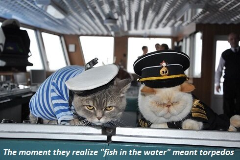 captcat.jpg.7e726c58d71ee1ed8114ce457c233b6a.jpg