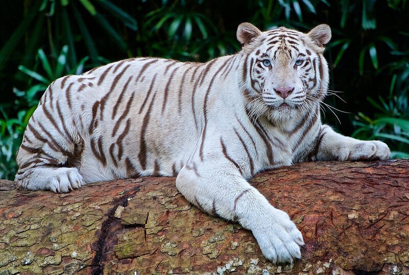 White-tiger-2407799_1280.thumb.jpg.af94e0ddfde5c944be40fddc778449f7.jpg