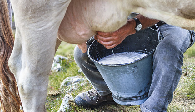 milking-cow_iStock-Thinkstock.jpg.3ee446f2dcc5fb4cdd542fe9152ad530.jpg.a0e338da18497436d67034def21e747f.jpg