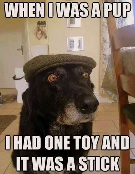 3ad2e09a217689f86983ba1adc4b83a1--old-dogs-funny-dogs.thumb.jpg.1185faf720891b101d6b3bb01466c2c4.jpg