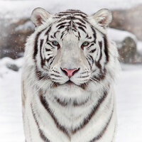 Arctic__Tiger
