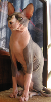 ElCuervoJones