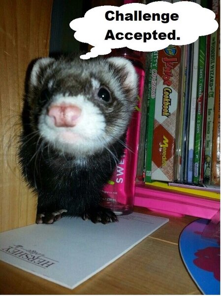1420340096_FerretChallengeAccepted_03-23-2022_.thumb.jpg.5b1069f4079e5f5f7c21817afcf80567.jpg