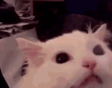 sophie-cat.gif.a652a732b79e42fe490db6cdebeef811.gif