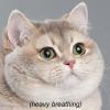 flufflyfatcat
