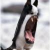 SquareCanine