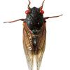 Cicada
